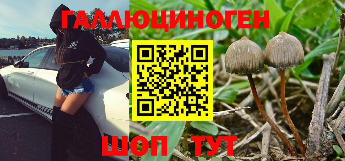 Галлюциногенные грибы Magic Shrooms  где продают наркотики  Камышлов  Вход с VPN 